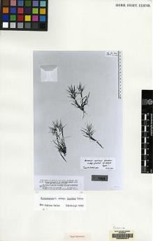 Type specimen at Edinburgh (E). Kneucker, Johann: 290. Barcode: E00066441.