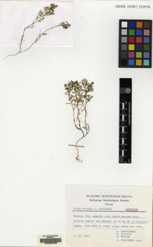 Type specimen at Edinburgh (E). Boratynski, A.; Browicz, Kazimierz; Karaca, Hayrettin; Zielinski, J.: . Barcode: E00066465.