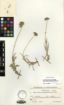 Type specimen at Edinburgh (E). Huber-Morath, Arthur: 12056. Barcode: E00066602.