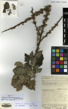 Type specimen at Edinburgh (E). Collenette, Iris: 5321. Barcode: E00066941.