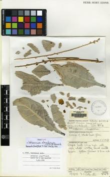 Type specimen at Edinburgh (E). Collenette, Iris: 3757. Barcode: E00066949.