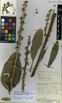 Type specimen at Edinburgh (E). Collenette, Iris: 7116. Barcode: E00066952.