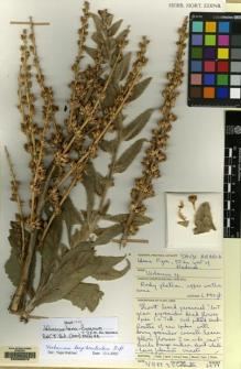 Type specimen at Edinburgh (E). Collenette, Iris: 6977. Barcode: E00066970.