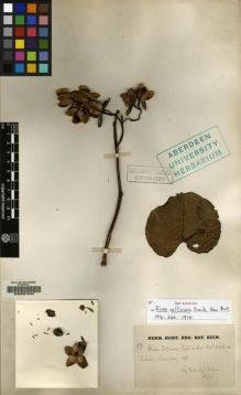 Type specimen at Edinburgh (E). Collins, D.: 53. Barcode: E00067042.
