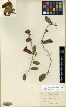 Type specimen at Edinburgh (E). Kerr, Arthur: 4579. Barcode: E00067044.