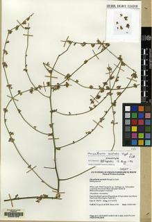 Type specimen at Edinburgh (E). Lepschi, Brendan; Brims, M.: 1943. Barcode: E00067268.