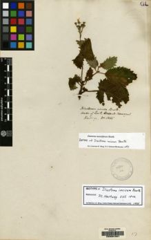 Type specimen at Edinburgh (E). Hartweg, Karl: 1265. Barcode: E00067331.