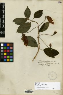 Type specimen at Edinburgh (E). Hartweg, Karl: 1262. Barcode: E00067333.