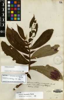 Type specimen at Edinburgh (E). Hartweg, Karl: 1261. Barcode: E00067334.