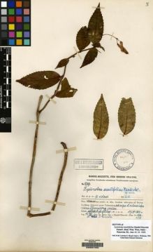 Type specimen at Edinburgh (E). Handel-Mazzetti, Heinrich: 9793. Barcode: E00067452.
