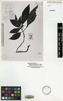 Type specimen at Edinburgh (E). Fang, D.: 23327. Barcode: E00067512.
