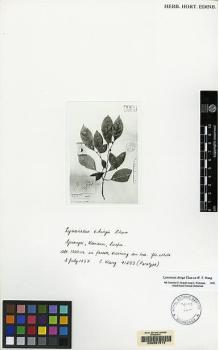 Type specimen at Edinburgh (E). Wang, C.: 41253. Barcode: E00067514.