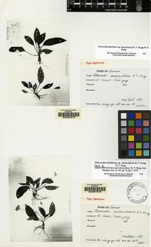 Type specimen at Edinburgh (E). An-Chiang: 60. Barcode: E00067515.