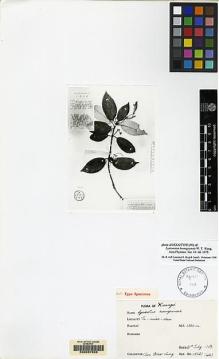 Type specimen at Edinburgh (E). : 15021. Barcode: E00067555.