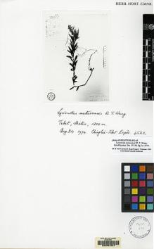 Type specimen at Edinburgh (E). Chinghai-Tibet Exped.: 4522. Barcode: E00067557.