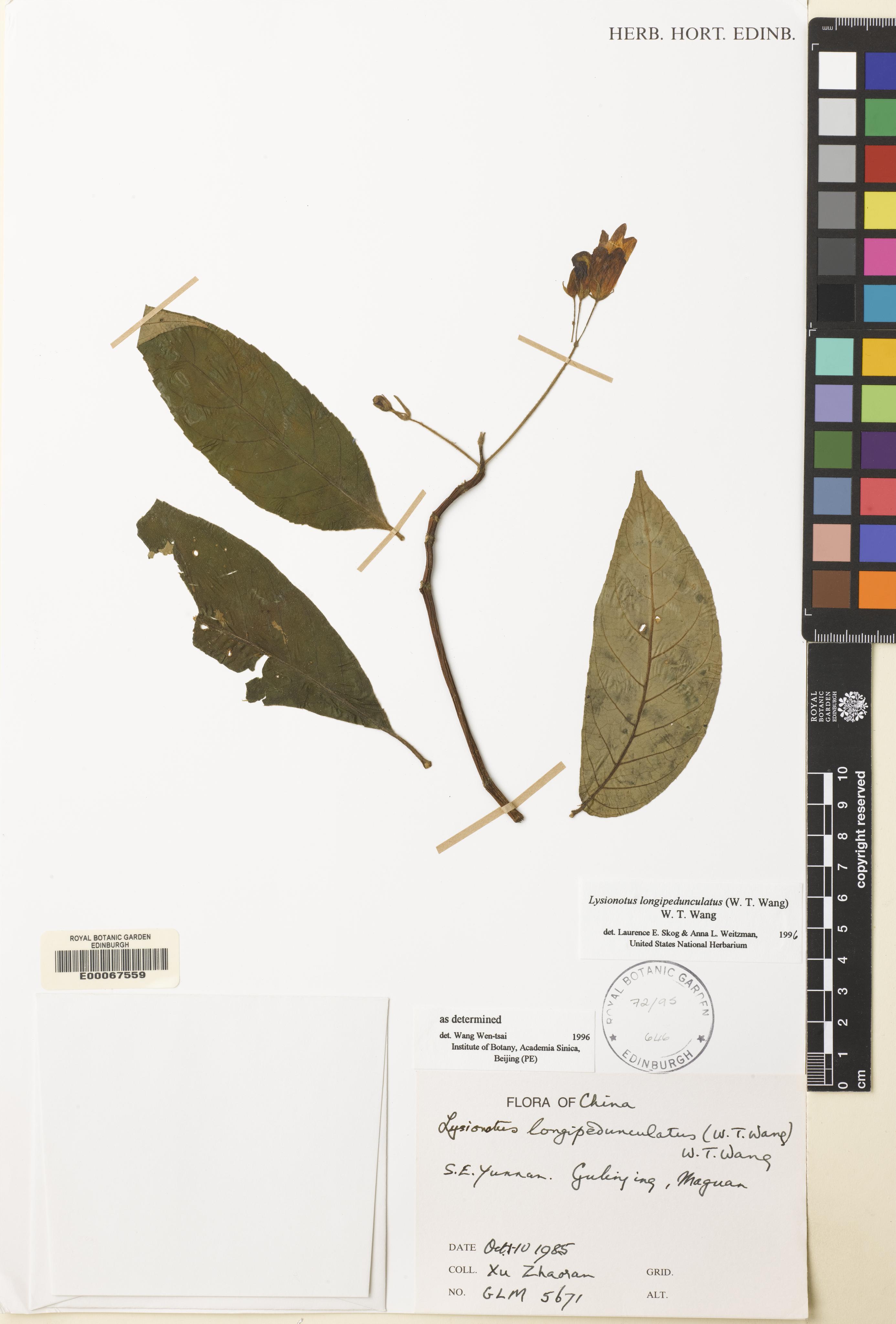 Lysionotus longipedunculatus (Lysionotus longipedunculatus)
