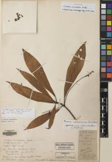 Type specimen at Edinburgh (E). Léveillé, Augustin: 1222. Barcode: E00068211.