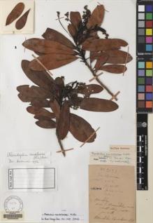 Type specimen at Edinburgh (E). Cavalerie, Pierre: 2131. Barcode: E00068224.