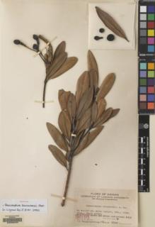 Type specimen at Edinburgh (E). Fung, H.; Ts'ang, Wai: 766; L.U. 18300. Barcode: E00068225.