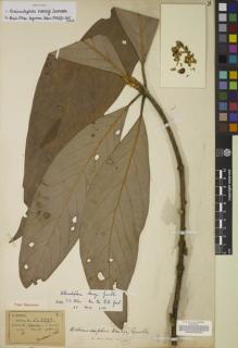 Type specimen at Edinburgh (E). Henry, Augustine: 11799A. Barcode: E00068256.