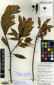 Type specimen at Edinburgh (E). Gideon, Osia: LAE 78548. Barcode: E00068618.