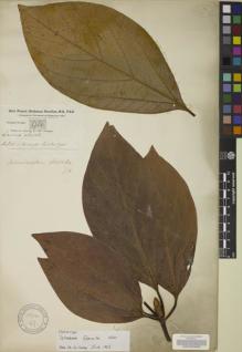 Type specimen at Edinburgh (E). Buchanan-Hamilton, Francis: 986. Barcode: E00068698.