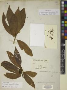 Type specimen at Edinburgh (E). Wallich, Nathaniel: 2544. Barcode: E00068720.