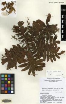 Type specimen at Edinburgh (E). : 134. Barcode: E00068807.