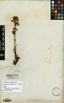 Type specimen at Edinburgh (E). Gillies, John: . Barcode: E00068956.