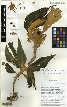 Type specimen at Edinburgh (E). Cronk, Quentin C.B.; Burtt, Brian L.; Hilliard, Olive M. & Mendum, Mary: 20. Barcode: E00069784.