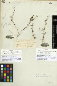 Type specimen at Edinburgh (E). Gillies, John: . Barcode: E00070093.