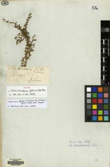 Type specimen at Edinburgh (E). Gillies, John: . Barcode: E00070095.