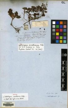 Type specimen at Edinburgh (E). Bridges, Thomas: 762. Barcode: E00070190.