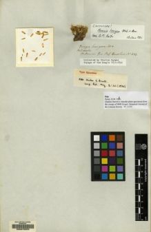 Type specimen at Edinburgh (E). Darwin, Charles: . Barcode: E00070252.