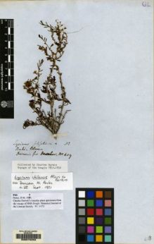 Type specimen at Edinburgh (E). Darwin, Charles: . Barcode: E00070263.
