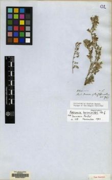 Type specimen at Edinburgh (E). Darwin, Charles: . Barcode: E00070291.
