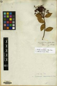 Type specimen at Edinburgh (E). Cuming, Hugh: 34. Barcode: E00070418.