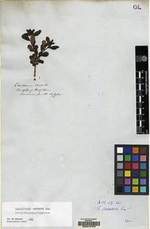 Type specimen at Edinburgh (E). : . Barcode: E00070433.