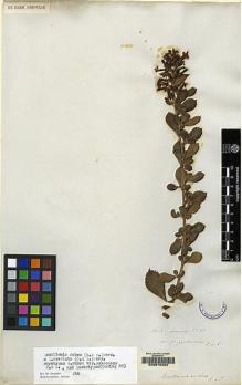 Type specimen at Edinburgh (E). Cuming, Hugh: 83. Barcode: E00070493.