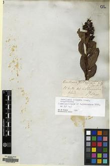 Type specimen at Edinburgh (E). Gillies, John: . Barcode: E00070514.