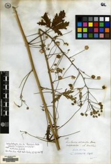 Type specimen at Edinburgh (E). Mathews, Andrew: 182. Barcode: E00070550.