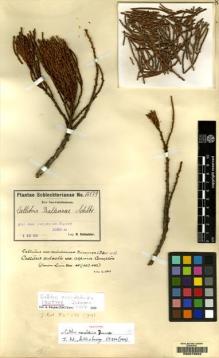 Type specimen at Edinburgh (E). Schlechter, Friedrich: 15179. Barcode: E00070603.