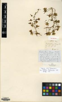 Type specimen at Edinburgh (E). King, Thomas: 7. Barcode: E00070780.