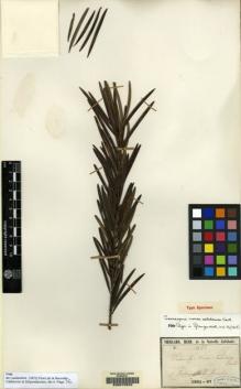 Type specimen at Edinburgh (E). Vieillard, Eugène: 1266. Barcode: E00070922.