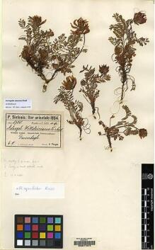 Type specimen at Edinburgh (E). Sintenis, Paul: 5735. Barcode: E00071014.