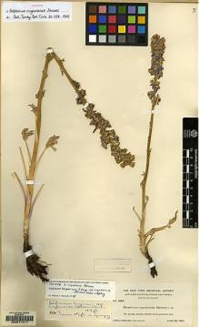 Type specimen at Edinburgh (E). Abrams, LeRoy: 3888. Barcode: E00071211.