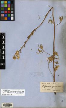 Type specimen at Edinburgh (E). Bourgeau, Eugène: . Barcode: E00071238.