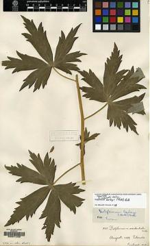 Type specimen at Edinburgh (E). Baker, Charles: 325. Barcode: E00071239.