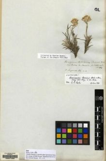 Type specimen at Edinburgh (E). Darwin, Charles: . Barcode: E00071408.