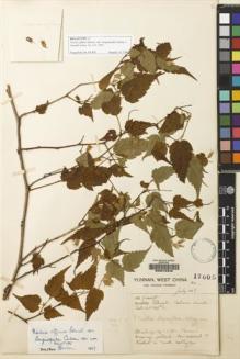 Type specimen at Edinburgh (E). Forrest, George: 17605. Barcode: E00072348.